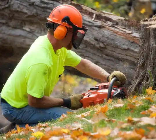 tree services Bell City